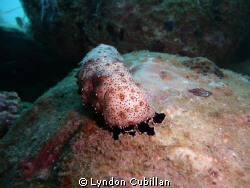 Sea Cucumber taken by a Lumix TZ3 and no external Strobe by Lyndon Cubillan 